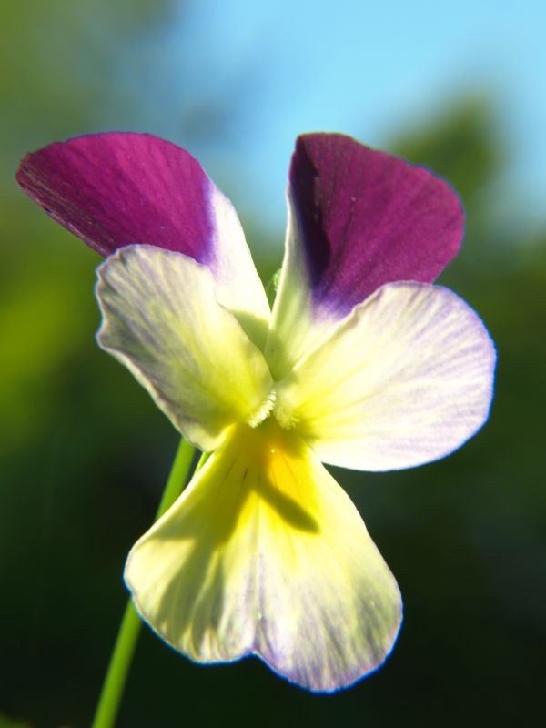 blume mit Engel